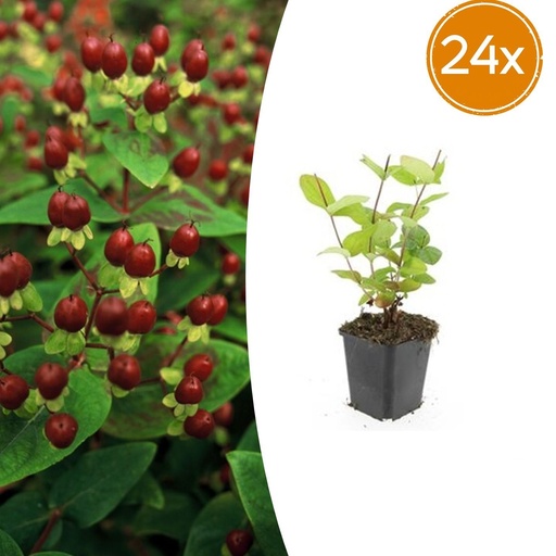 "Duftloses Johanniskraut 'Schönheit' 24er-Set (Hypericum inodorum) – winterharte Staude, Topf-Ø 9 cm, Höhe ca. 25 cm image"