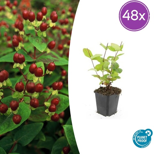 "48x Hypericum inodorum 'Beauty' - ↕10-25cm - Ø9cm image"