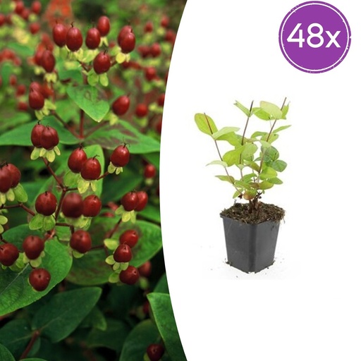 "Duftloses Johanniskraut 'Beauty' 48er-Set (Hypericum inodorum) – winterharte Staude, Topf-Ø 9 cm, Höhe ca. 25 cm image"