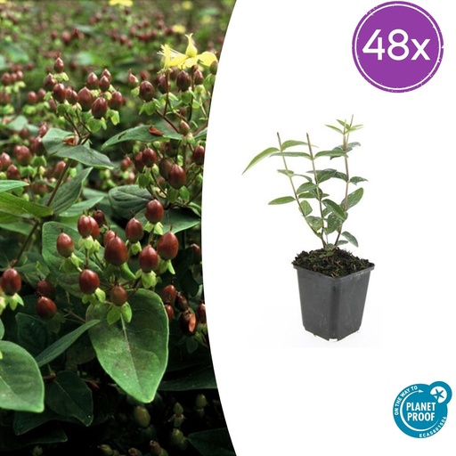"48x Hypericum inodorum 'Rheingold' - ↕10-25cm - Ø9cm image"