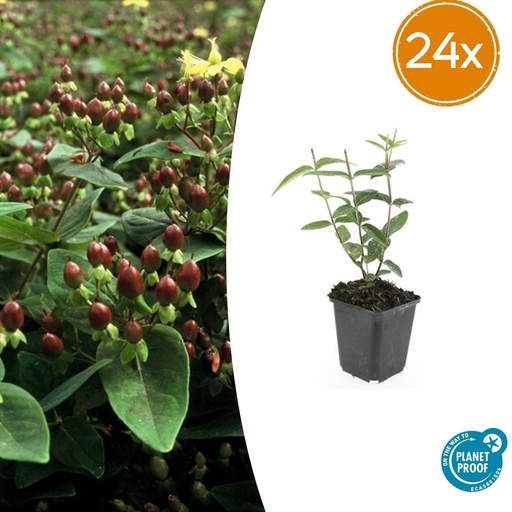 "24x Hypericum inodorum - ↕10-25cm - Ø9cm image"