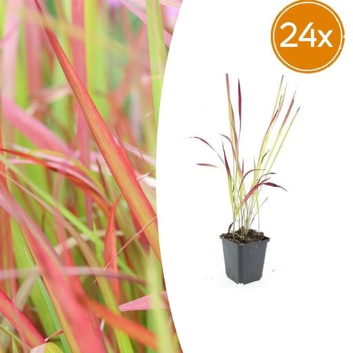 "Blutgras 'Red Baron' 24er-Set (Imperata cylindrica) – winterhartes Ziergras, Topf-Ø 9 cm, Höhe ca. 25 cm image"