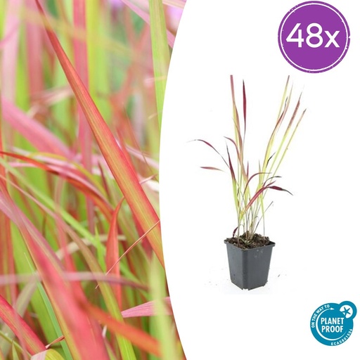 "48x Imperata cylindrica 'Red Baron' - ↕10-25cm - Ø9cm image"