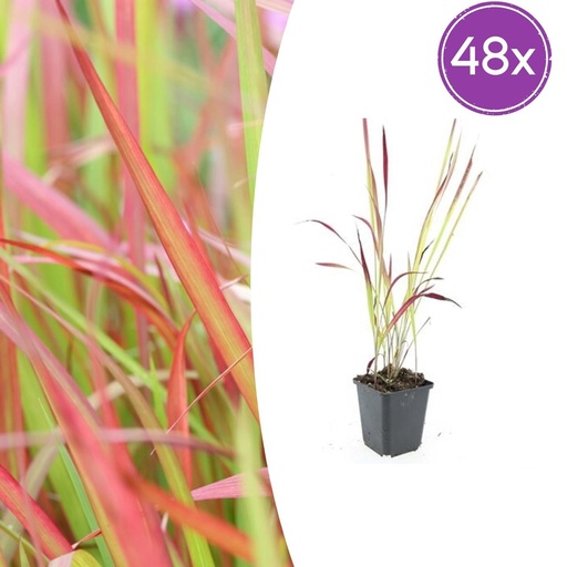 "Blutgras 'Red Baron' 48er-Set (Imperata cylindrica) – winterhartes Ziergras, Topf-Ø 9 cm, Höhe ca. 25 cm image"