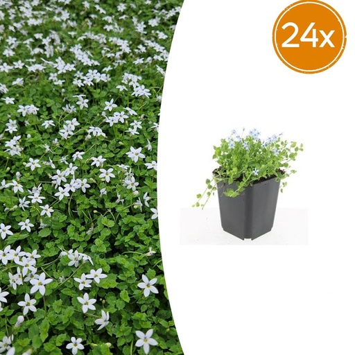 "Blauer Bubikopf 'Alba' 24er-Set (Isotoma fluviatilis) – winterharte Bodendecker-Staude, Topf-Ø 9 cm, Höhe ca. 25 cm image"