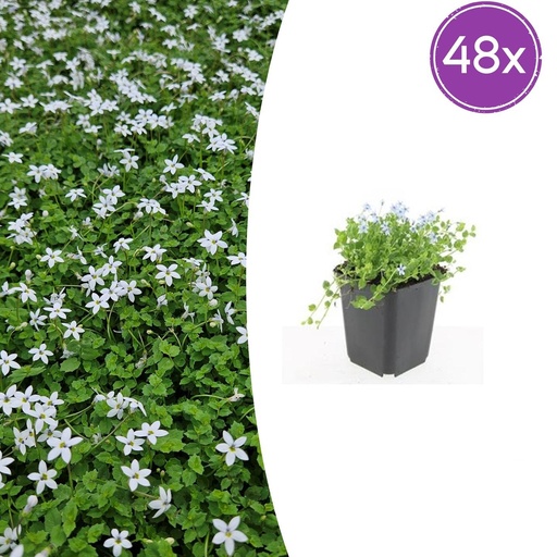 "Blauer Bubikopf 'Alba' 48er-Set (Isotoma fluviatilis) – winterharte Bodendecker-Staude, Topf-Ø 9 cm, Höhe ca. 25 cm image"