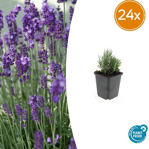 "24x Lavandula ang. 'Dwarf Blue' - ↕10-25cm - Ø9cm image"