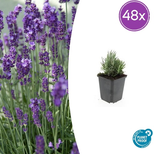"Echter Lavendel 'Dwarf Blue' 48er-Set (Lavandula angustifolia) – winterharter Halbstrauch, Topf-Ø 9 cm, Höhe ca. 25 cm image"