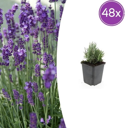 "Echter Lavendel 'Dwarf Blue' 48er-Set (Lavandula angustifolia) – winterharter Halbstrauch, Topf-Ø 9 cm, Höhe ca. 25 cm image"