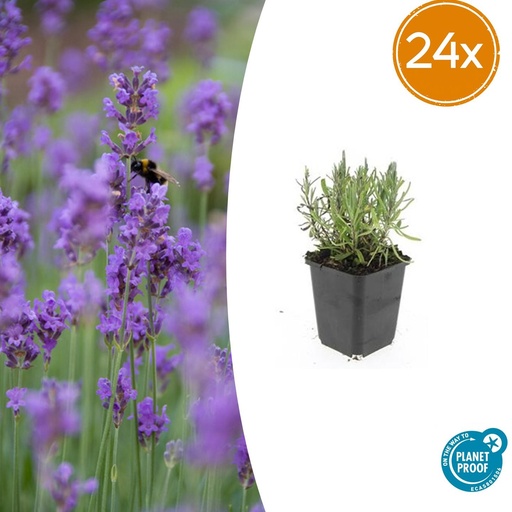 "24x Lavandula ang. 'Munstead' - ↕10-25cm - Ø9cm image"
