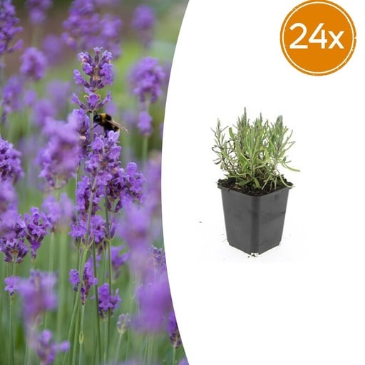 "Echter Lavendel 'Munstead' 24er-Set (Lavandula angustifolia) – winterharte Duftstaude, Topf-Ø 9 cm, Höhe ca. 25 cm image"