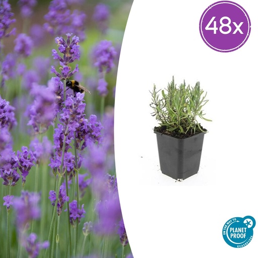 "48x Lavandula ang. 'Munstead' - ↕10-25cm - Ø9cm image"