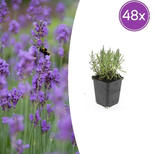 "Echter Lavendel 'Munstead' 48er-Set (Lavandula angustifolia) – winterharter Halbstrauch, Topf-Ø 9 cm, Höhe ca. 25 cm image"