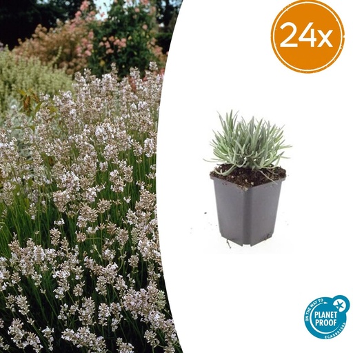 "24x Lavandula int. 'Edelweiss' - ↕10-25cm - Ø9cm image"