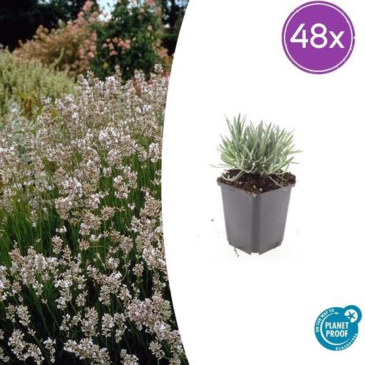 "48x Lavandula int. 'Edelweiss' - ↕10-25cm - Ø9cm image"