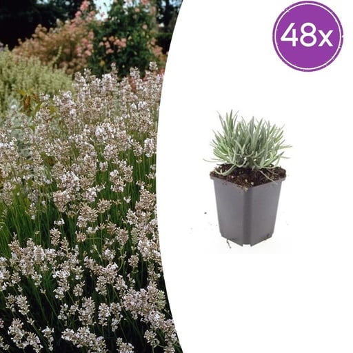 "Echter Lavendel 'Edelweiss' 48er-Set (Lavandula angustifolia) – winterharte Duftstaude, Topf-Ø 9 cm, Höhe ca. 25 cm image"