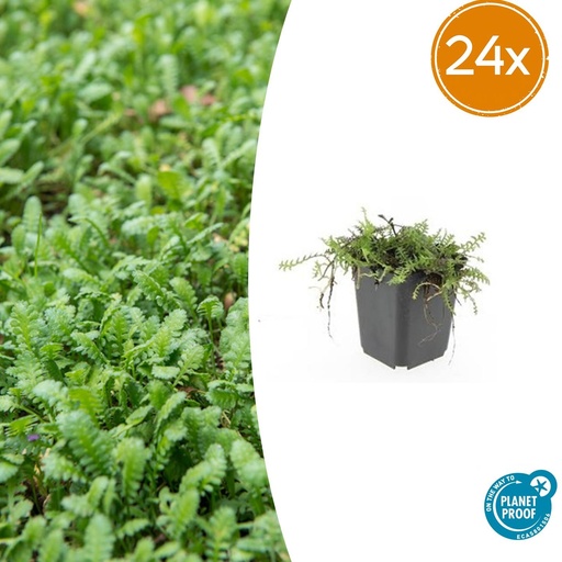 "24x Leptinella squalida - ↕10-25cm - Ø9cm image"