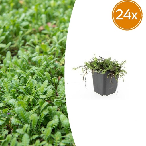 "Fiederpolster 24er-Set (Leptinella squalida) – winterharte Staude, Topf-Ø 9 cm, Höhe ca. 25 cm image"