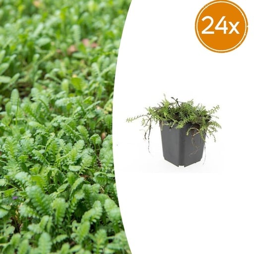 "Fiederpolster 24er-Set (Leptinella squalida) – winterharte Staude, Topf-Ø 9 cm, Höhe ca. 25 cm image"