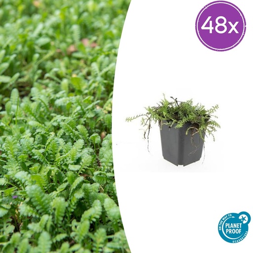 "48x Leptinella squalida - ↕10-25cm - Ø9cm image"