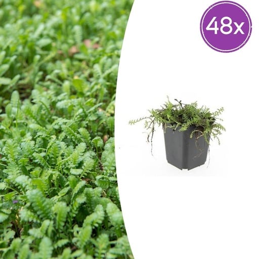 "Fiederpolster 48er-Set (Leptinella squalida) – winterharte Staude, Topf-Ø 9 cm, Höhe ca. 25 cm image"