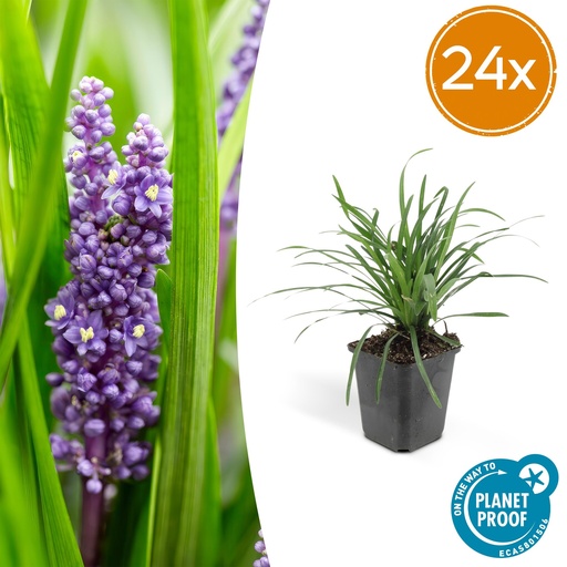 "24x Liriope muscari 'Big Blue' - ↕10-25cm - Ø9cm image"