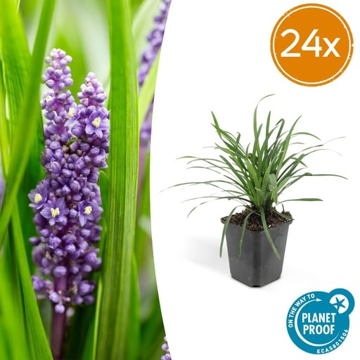 "24x Liriope muscari 'Big Blue' - ↕10-25cm - Ø9cm image"