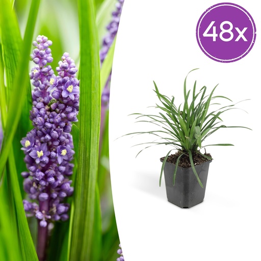 "Lilientraube 'Big Blue' 48er-Set (Liriope muscari) – winterharte immergrüne Staude, Topf-Ø 9 cm, Höhe ca. 25 cm image"