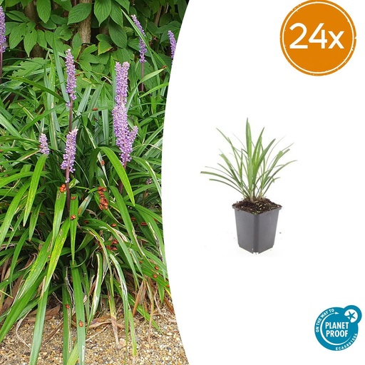 "24x Liriope muscari 'Ingwersen' - ↕10-25cm - Ø9cm image"
