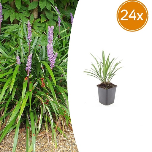 "Lilientraube 'Ingwersen' 24er-Set (Liriope muscari) – winterharte immergrüne Staude, Topf-Ø 9 cm, Höhe ca. 25 cm image"
