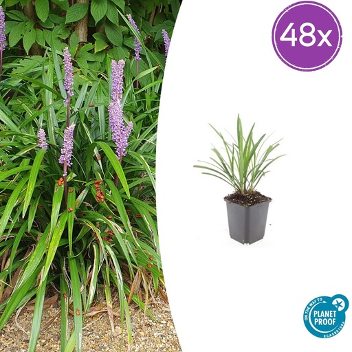 "48x Liriope muscari 'Ingwersen' - ↕10-25cm - Ø9cm image"