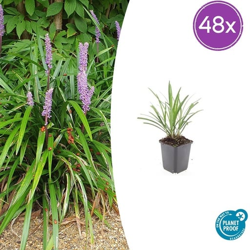 "Lilientraube 'Ingwersen' 48er-Set (Liriope muscari) – winterharte immergrüne Staude, Topf-Ø 9 cm, Höhe ca. 25 cm image"