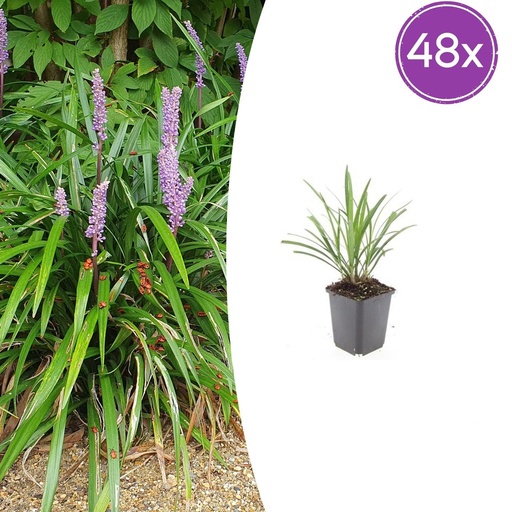 "Lilientraube 'Ingwersen' 48er-Set (Liriope muscari) – winterharte immergrüne Staude, Topf-Ø 9 cm, Höhe ca. 25 cm image"