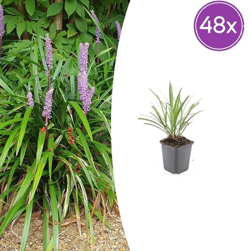 "Lilientraube 'Ingwersen' 48er-Set (Liriope muscari) – winterharte immergrüne Staude, Topf-Ø 9 cm, Höhe ca. 25 cm image"
