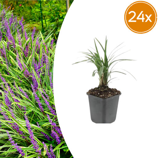 "24x Liriope muscari 'Moneymaker' - ↕10-25cm - Ø9cm image"