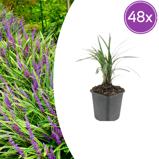 "48x Liriope muscari 'Moneymaker' - ↕10-25cm - Ø9cm image"