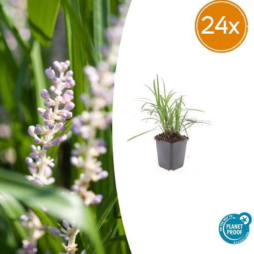 "24x Liriope muscari 'Monroe White' - ↕10-25cm - Ø9cm image"