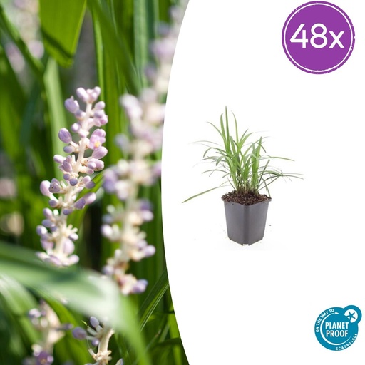 "48x Liriope muscari 'Monroe White' - ↕10-25cm - Ø9cm image"