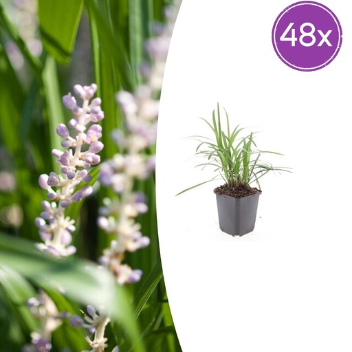 "Lilientraube 'Monroe White' 48er-Set (Liriope muscari) – winterharte immergrüne Staude, Topf-Ø 9 cm, Höhe ca. 25 cm image"