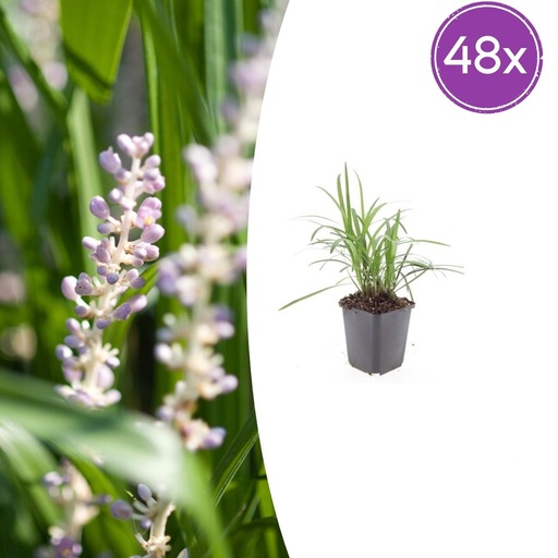 "Lilientraube 'Monroe White' 48er-Set (Liriope muscari) – winterharte immergrüne Staude, Topf-Ø 9 cm, Höhe ca. 25 cm image"