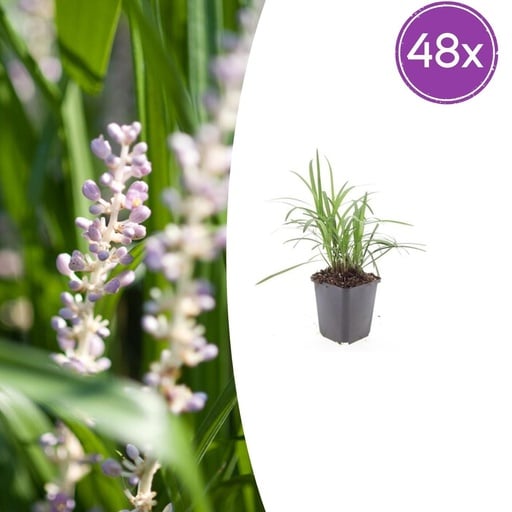 "Lilientraube 'Monroe White' 48er-Set (Liriope muscari) – winterharte immergrüne Staude, Topf-Ø 9 cm, Höhe ca. 25 cm image"
