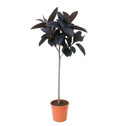 "Ficus Elastica Abidjan stam - 150 cm image"