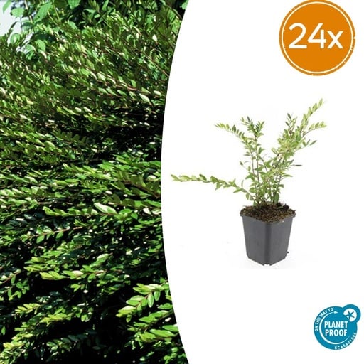 "Böschungsmyrte 24er-Set (Lonicera pileata) – winterharter Bodendecker, Topf-Ø 9 cm, Höhe ca. 25 cm image"