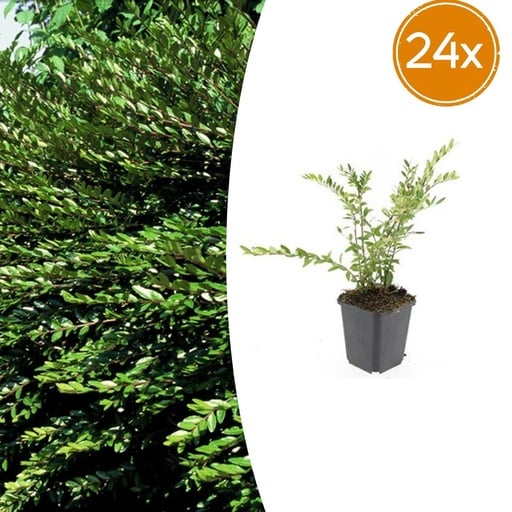 "Böschungsmyrte 24er-Set (Lonicera pileata) – winterharter Bodendecker, Topf-Ø 9 cm, Höhe ca. 25 cm image"