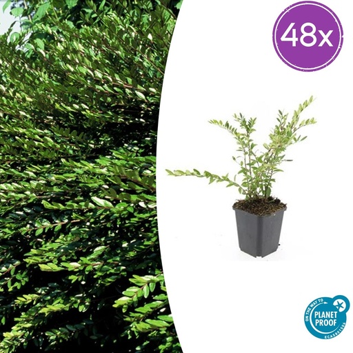 "48x Lonicera pileata 'Purple Pearl' - ↕10-25cm - Ø9cm image"