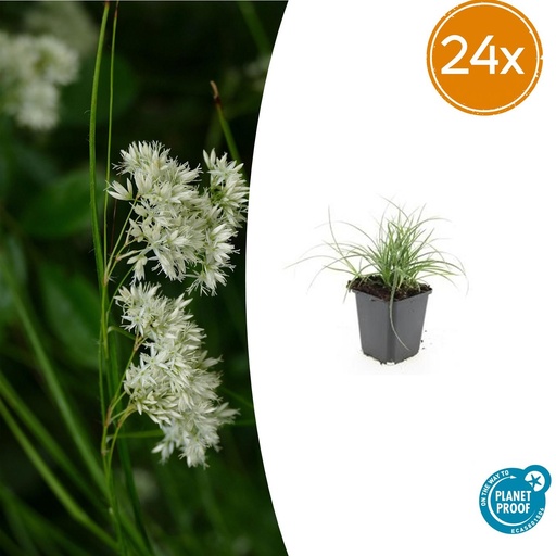 "24x Luzula nivea - ↕10-25cm - Ø9cm image"