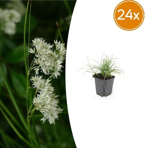 "Schneemarbel 24er-Set (Luzula nivea) – winterhartes Ziergras, Topf-Ø 9 cm, Höhe ca. 25 cm image"