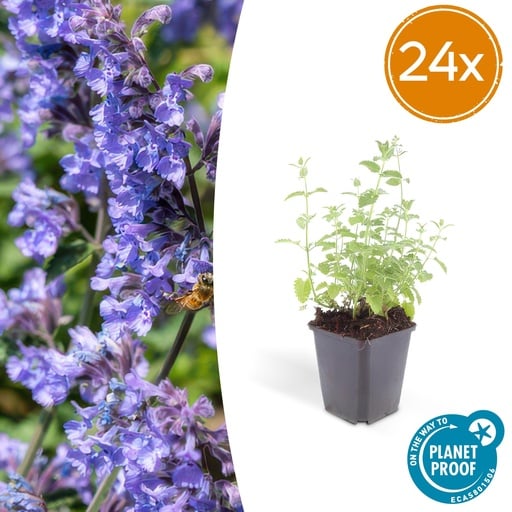 "24x Nepeta 'Six Hills Giant' - ↕10-25cm - Ø9cm image"