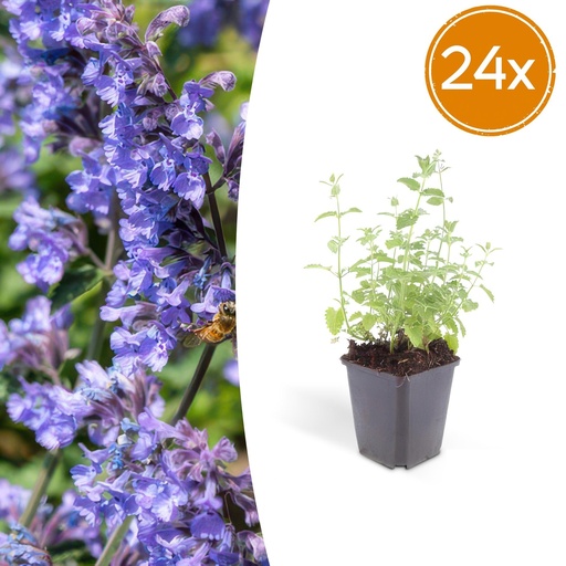 "Katzenminze 'Six Hills Giant' 24er-Set (Nepeta) – winterharte Staude, Topf-Ø 9 cm, Höhe ca. 25 cm image"