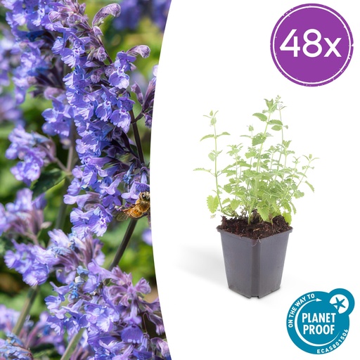 "48x Nepeta 'Six Hills Giant' - ↕10-25cm - Ø9cm image"